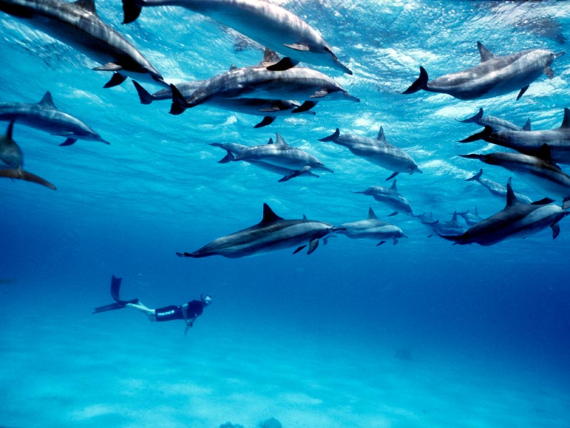 SWIMMING WITH DOLPHINS AT SATAYA REEF