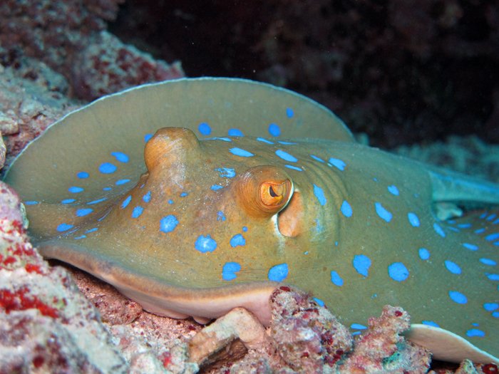 Snorkeling Trip At Coral Garden Marsa Mubarak1