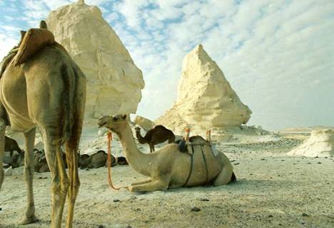 Bahrariya Oasis- camel-egypt
